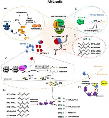 N6-Methyladenosine (m6A): A Promising New Molecular Target in Acute Myeloid Leukemia